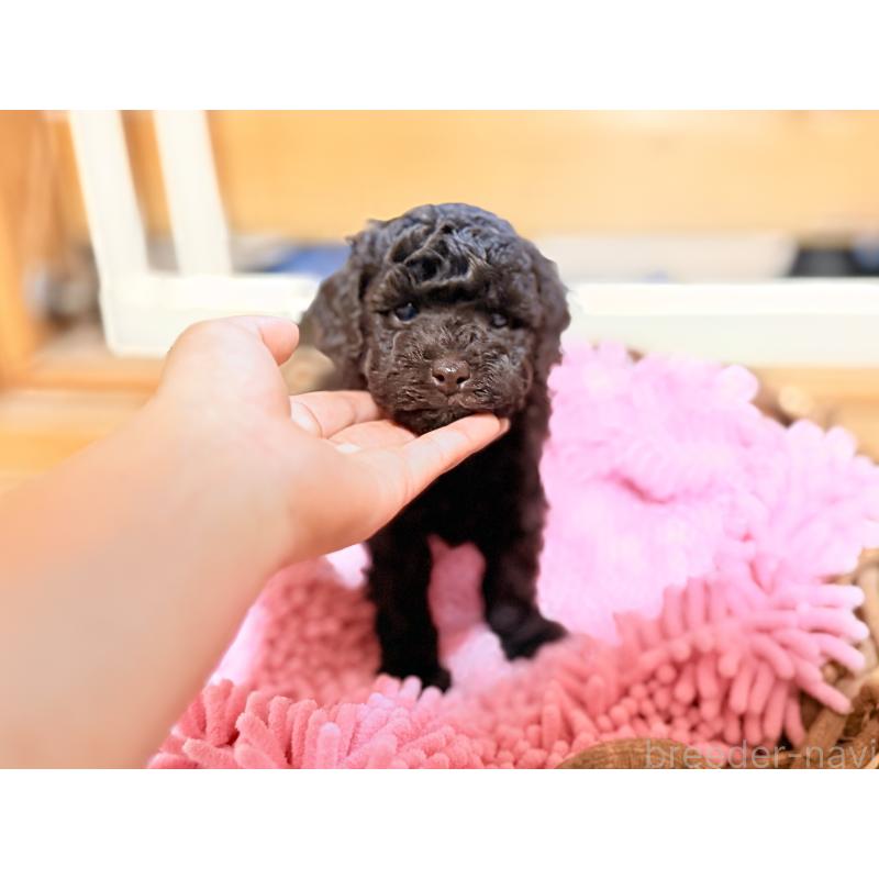 成約済の大阪府のトイプードル-421879の4枚目