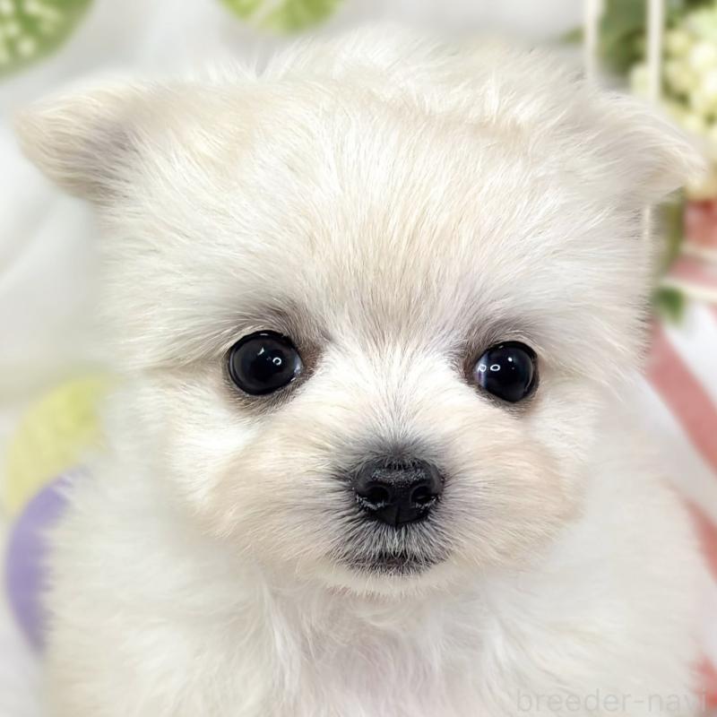 販売中の滋賀県のチワマル:チワワ×マルチーズ-424574