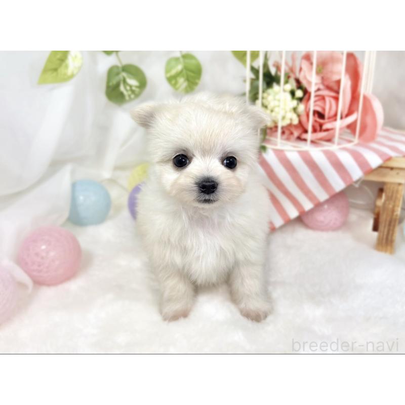 成約済の滋賀県のチワマル:チワワ×マルチーズ-424574の4枚目