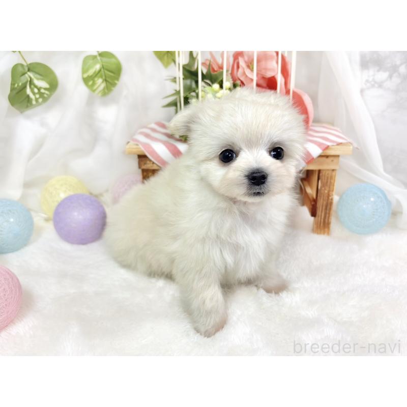 成約済の滋賀県のチワマル:チワワ×マルチーズ-424574の3枚目