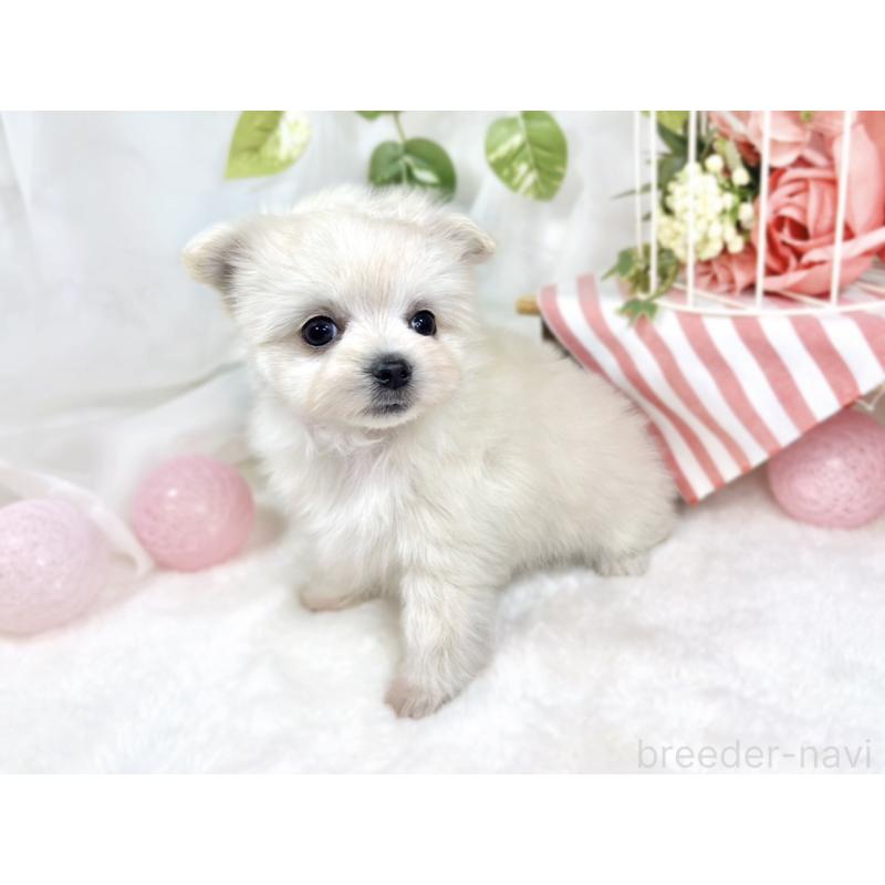 成約済の滋賀県のチワマル:チワワ×マルチーズ-424574の2枚目