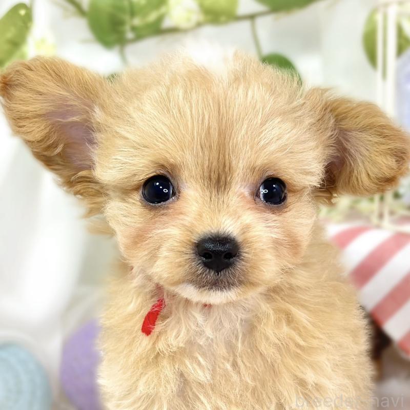 販売中の滋賀県のチワプー:チワワ×トイプードル-424695