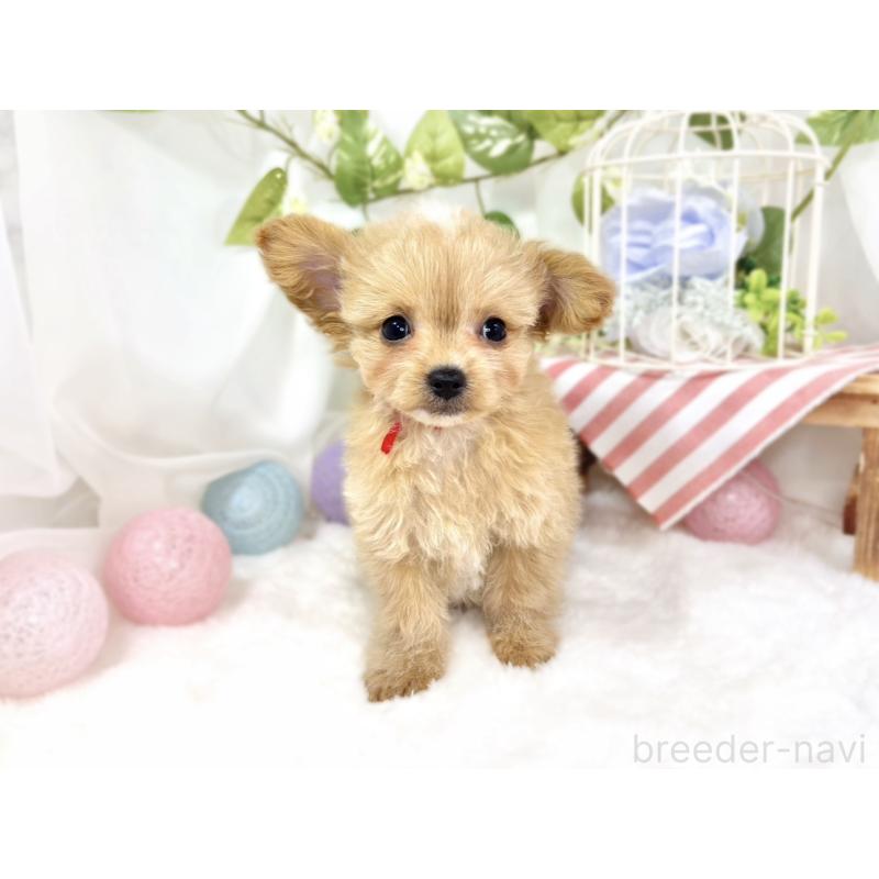 成約済の滋賀県のチワプー:チワワ×トイプードル-424695の4枚目