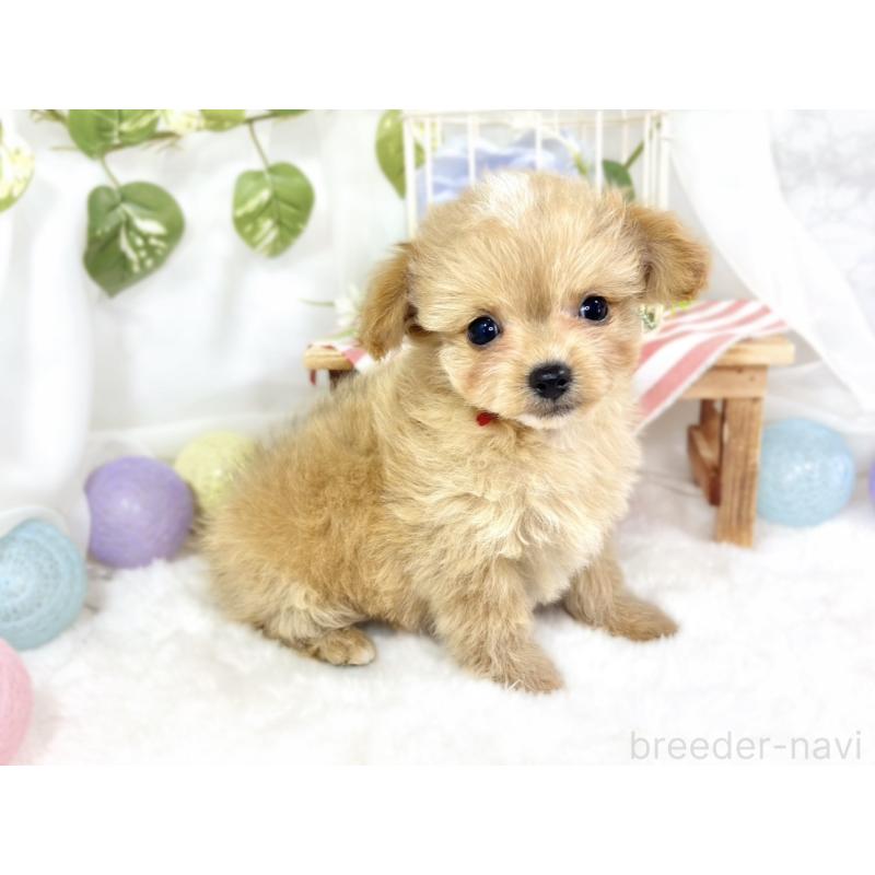 成約済の滋賀県のチワプー:チワワ×トイプードル-424695の3枚目