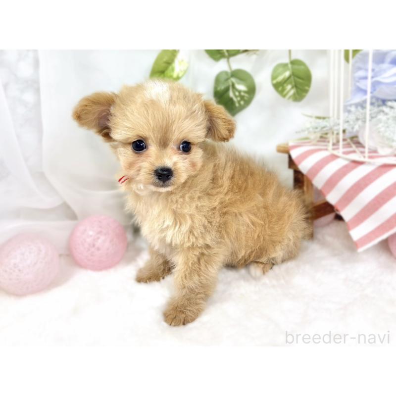 成約済の滋賀県のチワプー:チワワ×トイプードル-424695の2枚目