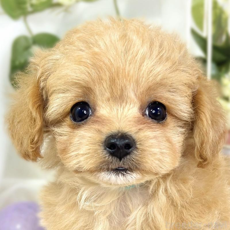 成約済の滋賀県のチワプー:チワワ×トイプードル-424697