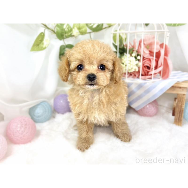 成約済の滋賀県のチワプー:チワワ×トイプードル-424697の4枚目