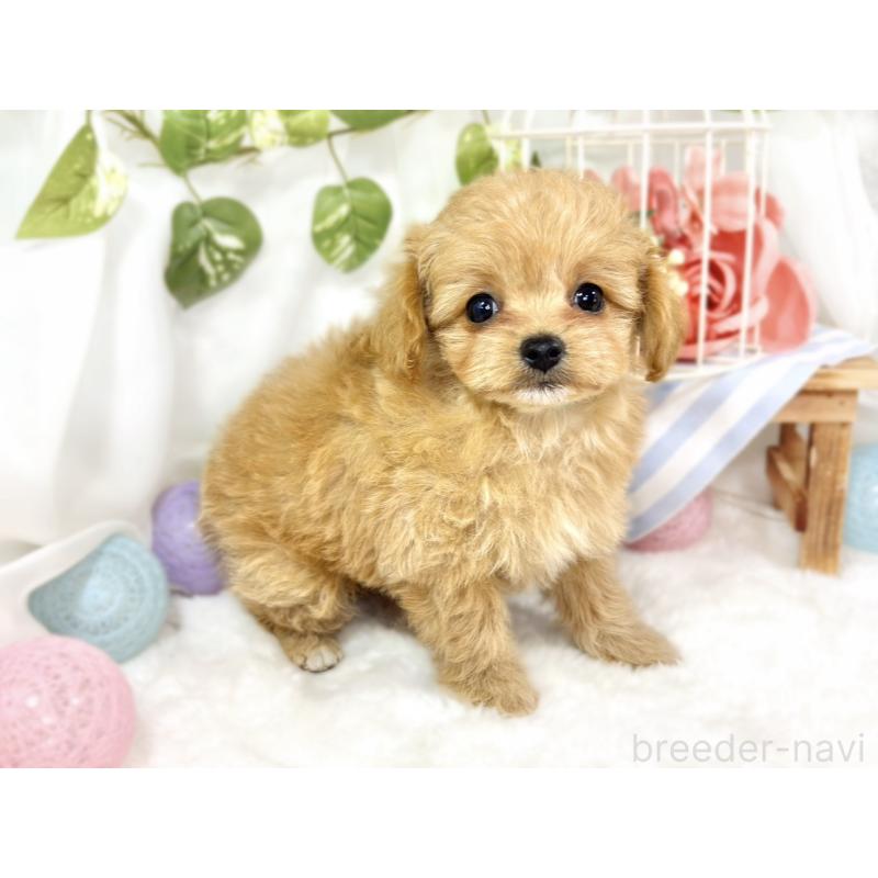 成約済の滋賀県のチワプー:チワワ×トイプードル-424697の3枚目