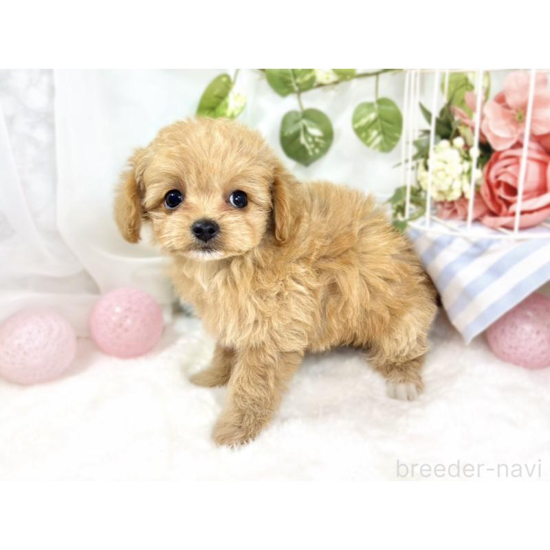 成約済の滋賀県のチワプー:チワワ×トイプードル-424697の2枚目