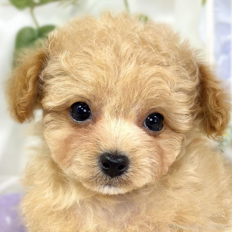 販売中の滋賀県のチワプー:チワワ×トイプードル-424699