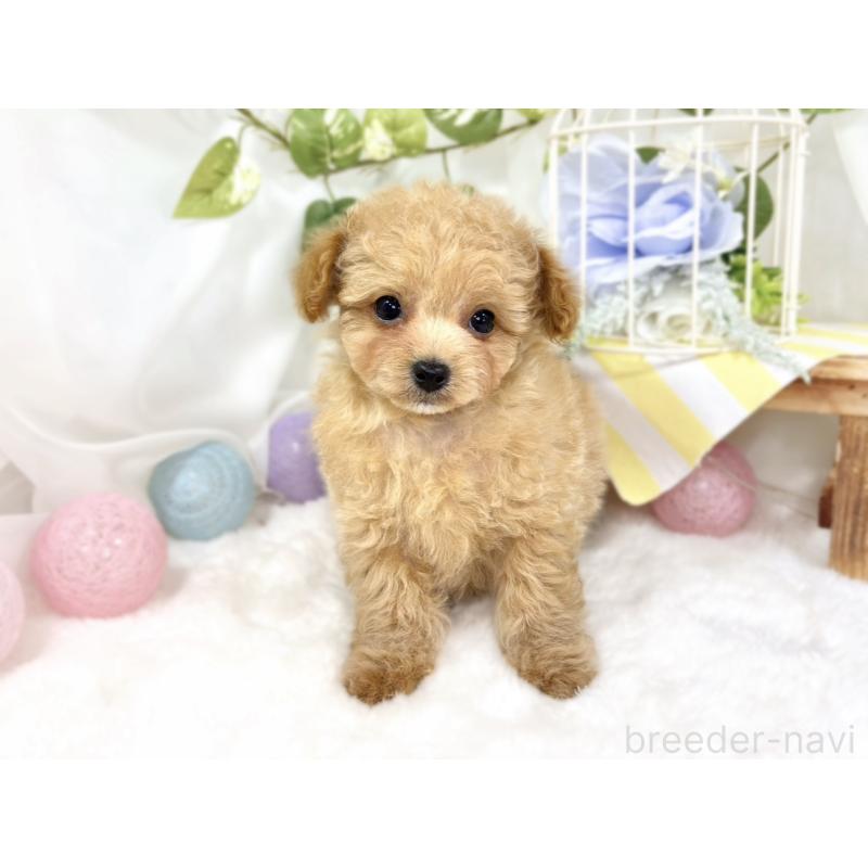 成約済の滋賀県のチワプー:チワワ×トイプードル-424699の4枚目