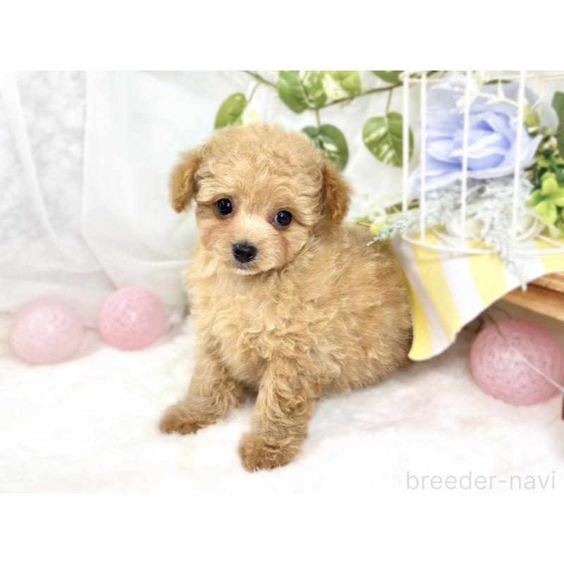 成約済の滋賀県のチワプー:チワワ×トイプードル-424699の3枚目