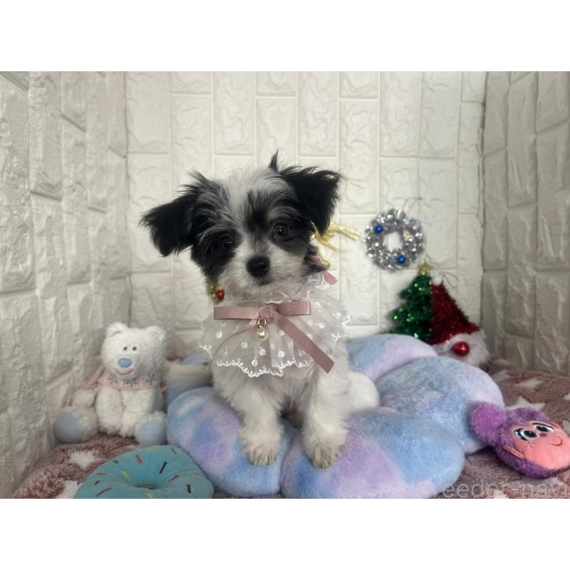 販売中の茨城県のチワマル:チワワ×マルチーズ-410816の4枚目