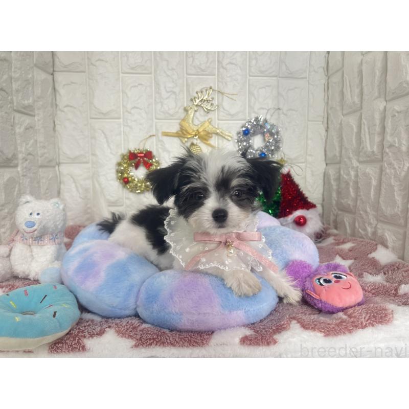 販売中の茨城県のチワマル:チワワ×マルチーズ-410816の3枚目