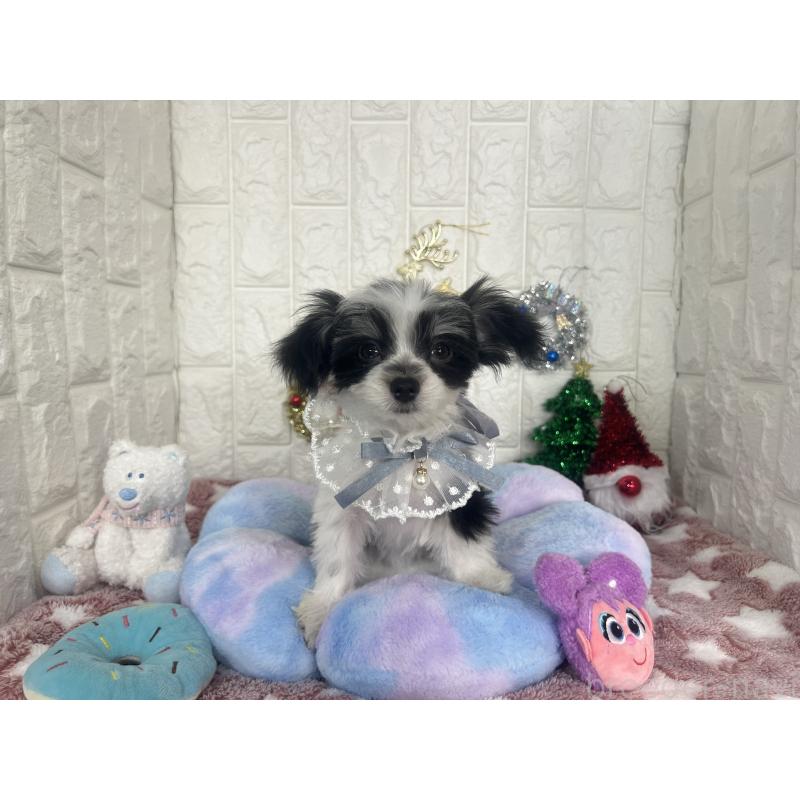 販売中の茨城県のチワマル:チワワ×マルチーズ-410815の4枚目