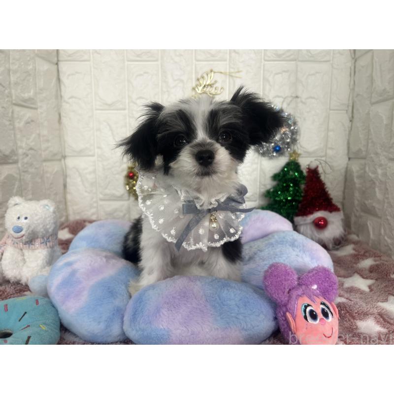 販売中の茨城県のチワマル:チワワ×マルチーズ-410815