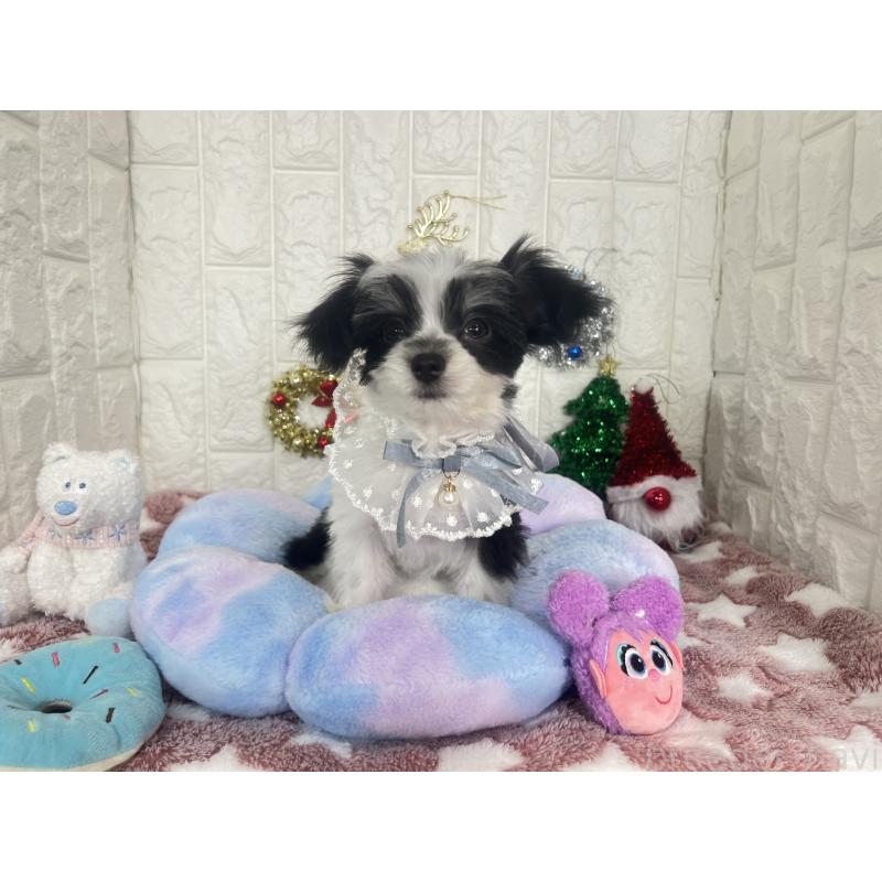 販売中の茨城県のチワマル:チワワ×マルチーズ-410815の3枚目