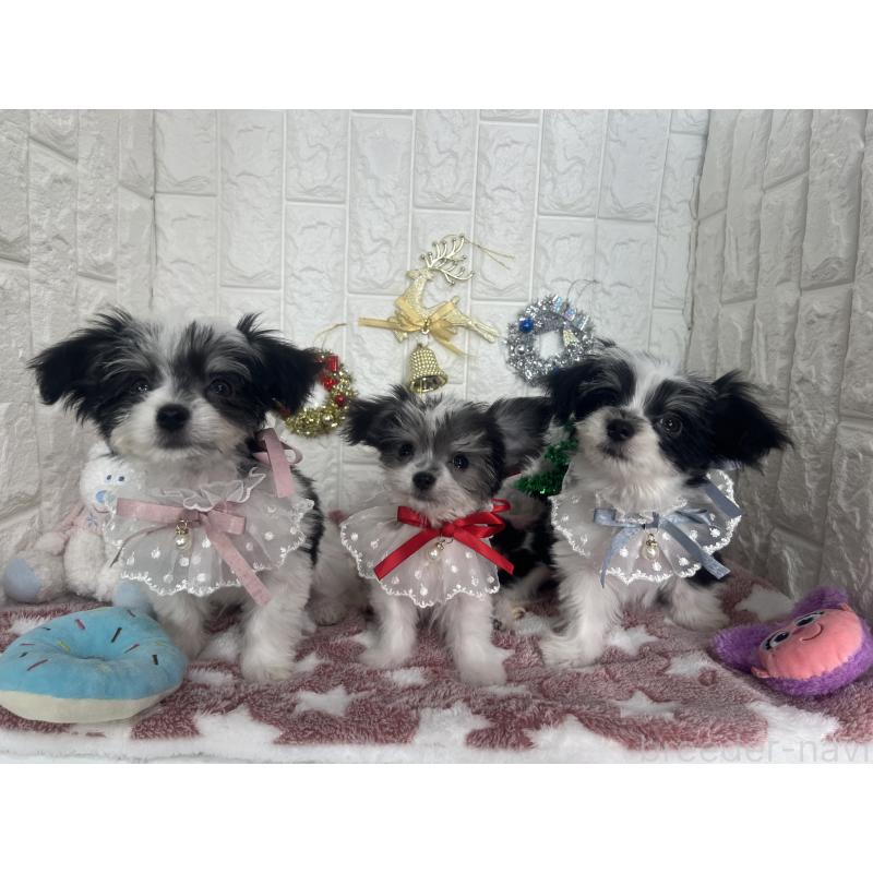 販売中の茨城県のチワマル:チワワ×マルチーズ-410815の2枚目