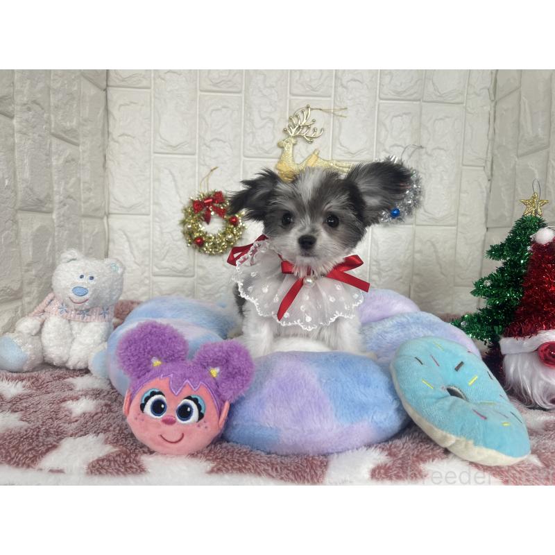 販売中の茨城県のチワマル:チワワ×マルチーズ-410817の2枚目