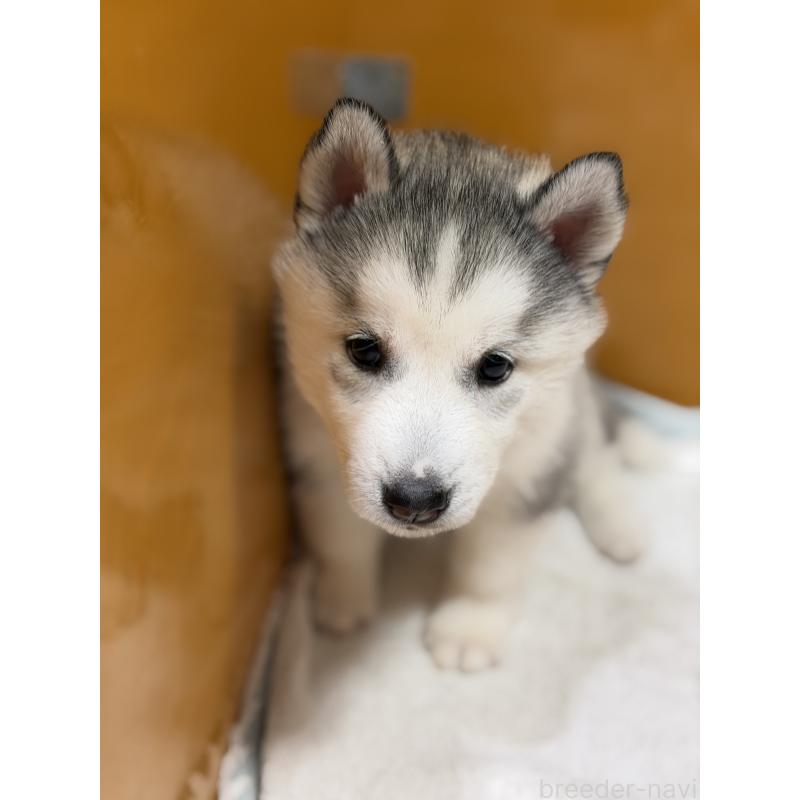 成約済の愛知県のシベリアンハスキー-423645の2枚目