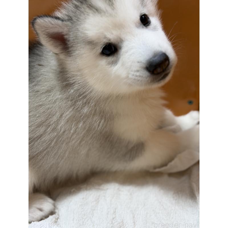 成約済の愛知県のシベリアンハスキー-423644の3枚目