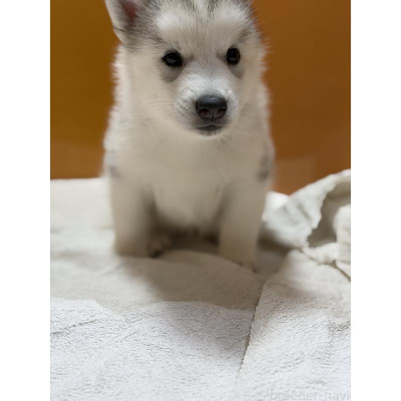 成約済の愛知県のシベリアンハスキー-423644の2枚目