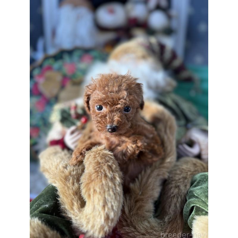 販売中の宮崎県のティーカッププードル-426664の6枚目