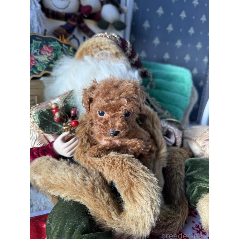 販売中の宮崎県のティーカッププードル-426664の5枚目