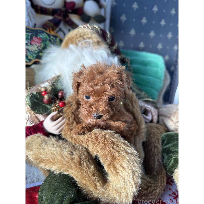 販売中の宮崎県のティーカッププードル-426664の4枚目