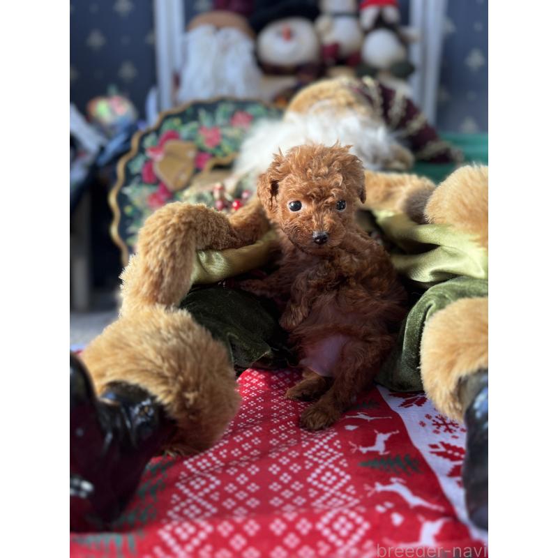 販売中の宮崎県のティーカッププードル-426664の2枚目