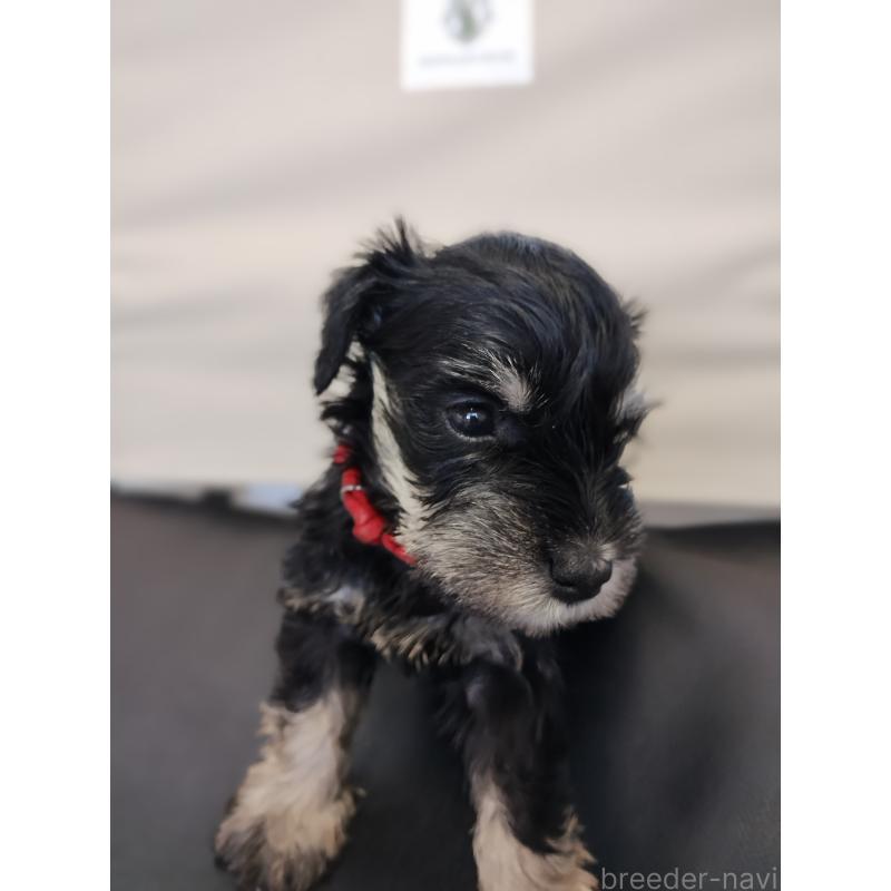 商談中の福岡県のミニチュアシュナウザー-426665の2枚目