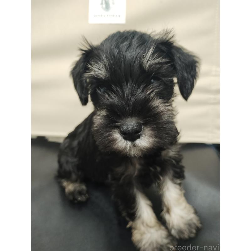 販売中の福岡県のミニチュアシュナウザー-426666の5枚目