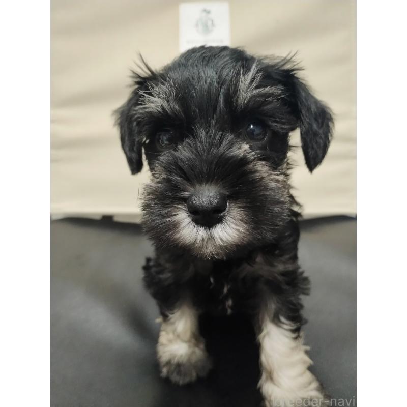 販売中の福岡県のミニチュアシュナウザー-426666の4枚目