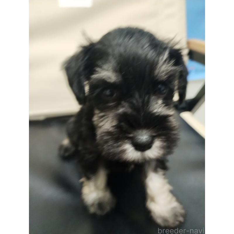 販売中の福岡県のミニチュアシュナウザー-426666の3枚目