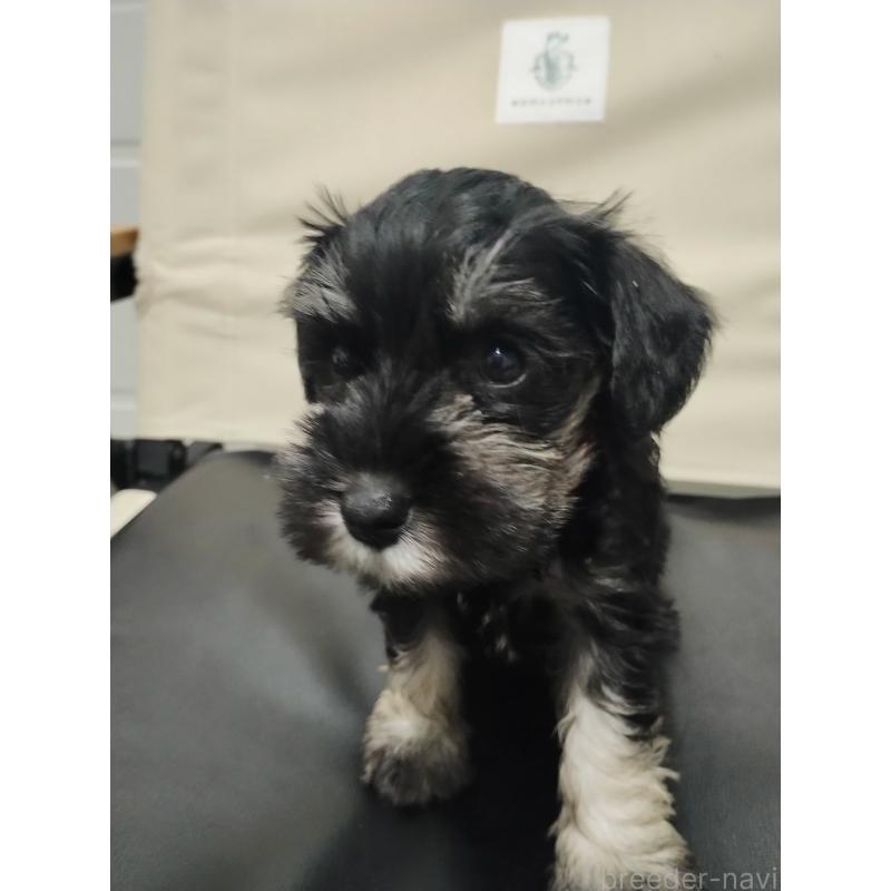 販売中の福岡県のミニチュアシュナウザー-426666の2枚目