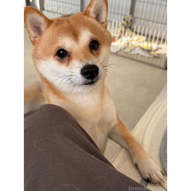 成約済の香川県の豆柴-421897の1枚目