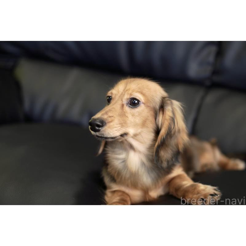 販売中の滋賀県のカニンヘンダックスフンド(ロングヘアード)-394093の19枚目