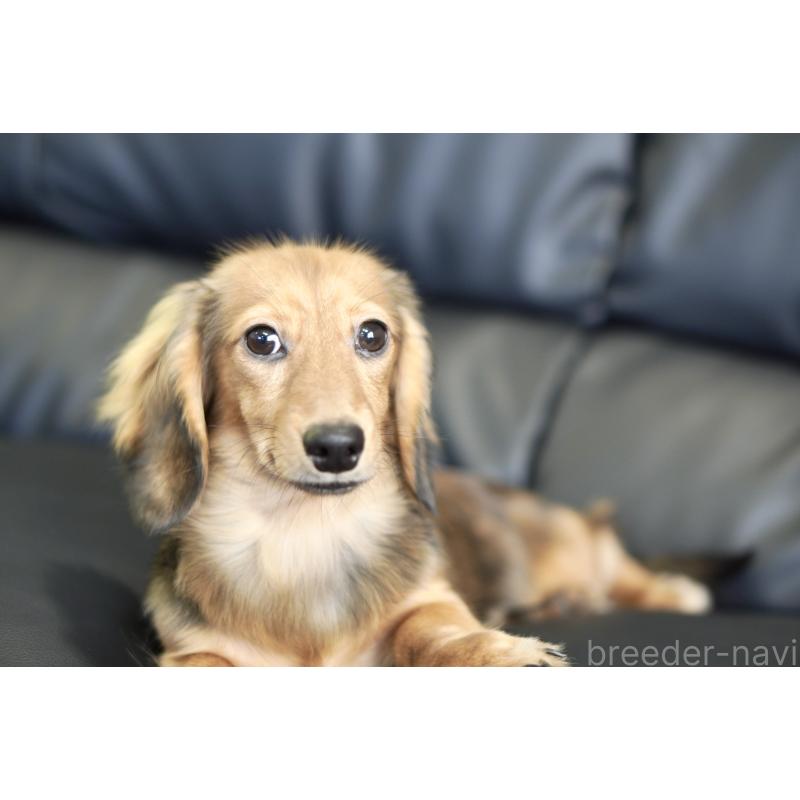 販売中の滋賀県のカニンヘンダックスフンド(ロングヘアード)-394093の18枚目