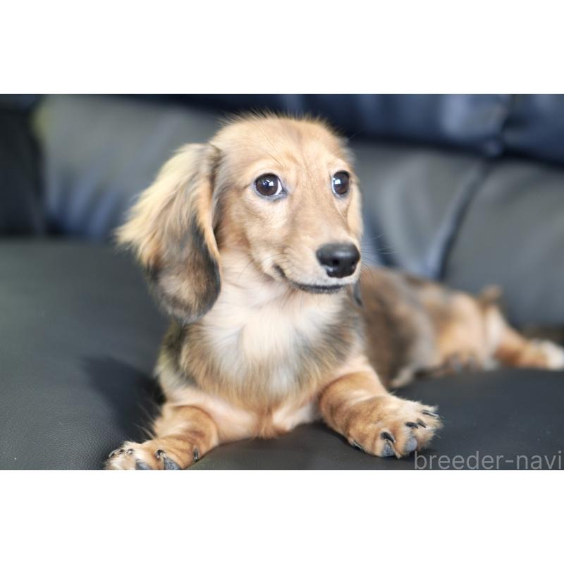 販売中の滋賀県のカニンヘンダックスフンド(ロングヘアード)-394093の17枚目