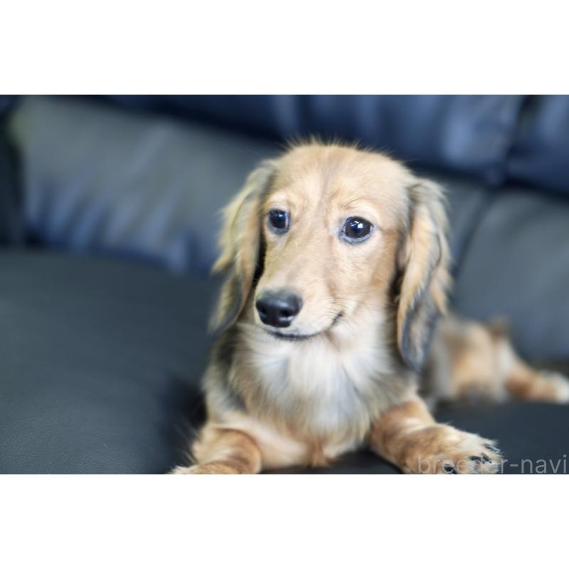 販売中の滋賀県のカニンヘンダックスフンド(ロングヘアード)-394093の16枚目