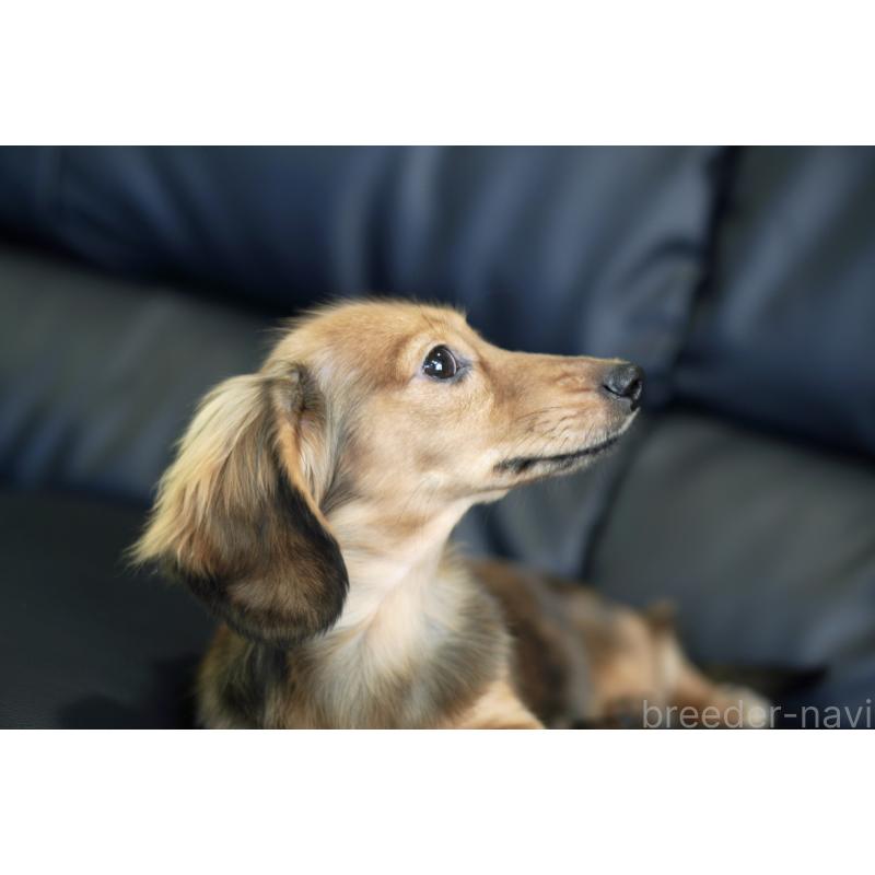 販売中の滋賀県のカニンヘンダックスフンド(ロングヘアード)-394093の15枚目