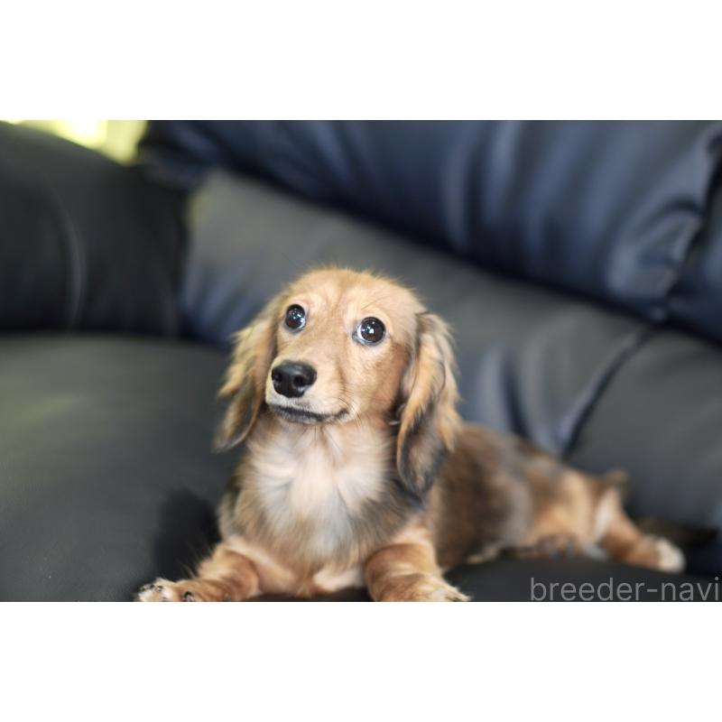 販売中の滋賀県のカニンヘンダックスフンド(ロングヘアード)-394093の13枚目