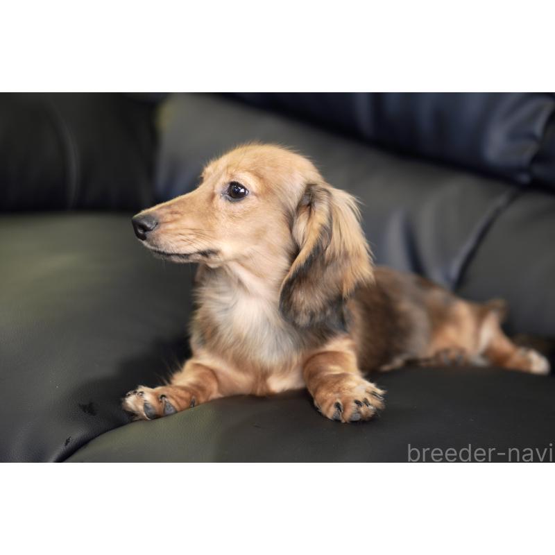 販売中の滋賀県のカニンヘンダックスフンド(ロングヘアード)-394093の12枚目