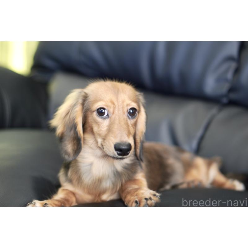 販売中の滋賀県のカニンヘンダックスフンド(ロングヘアード)-394093の11枚目