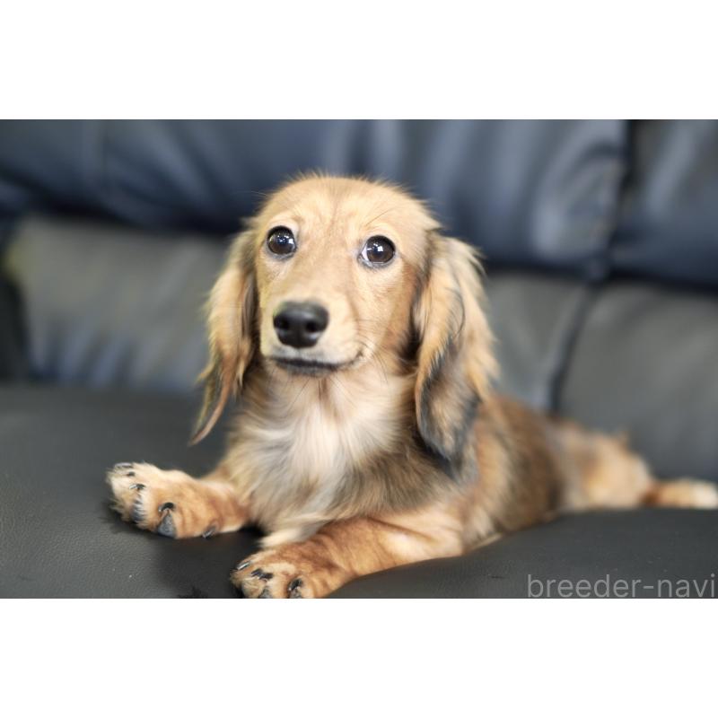 販売中の滋賀県のカニンヘンダックスフンド(ロングヘアード)-394093の9枚目