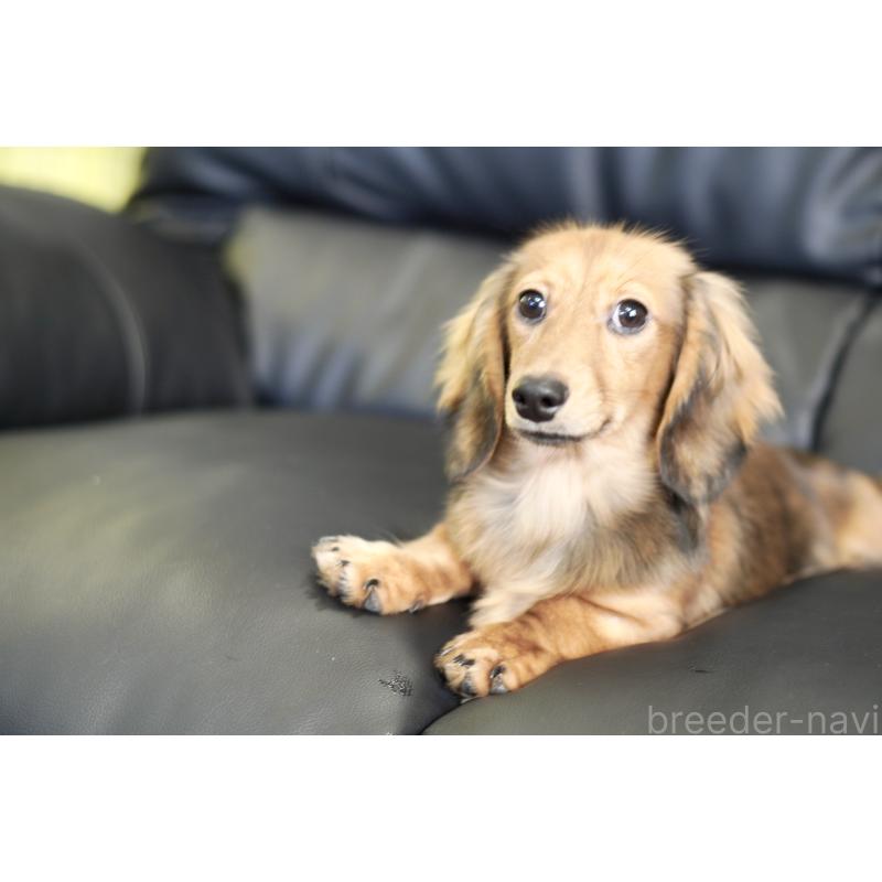 販売中の滋賀県のカニンヘンダックスフンド(ロングヘアード)-394093の8枚目