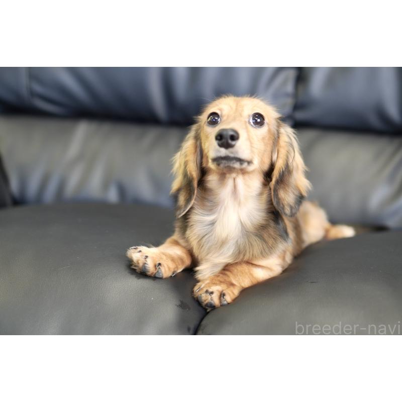 販売中の滋賀県のカニンヘンダックスフンド(ロングヘアード)-394093の7枚目