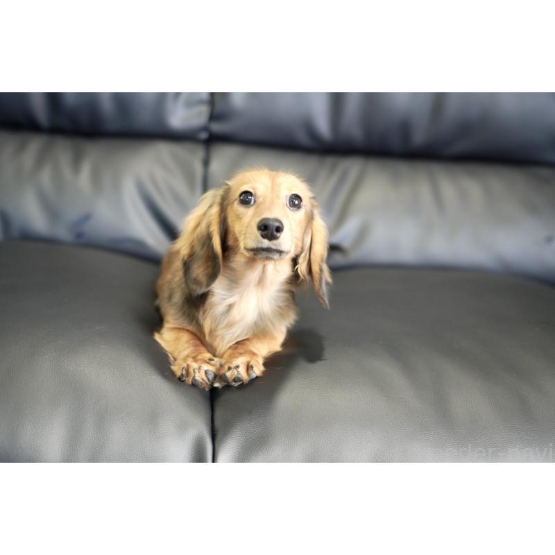 販売中の滋賀県のカニンヘンダックスフンド(ロングヘアード)-394093の6枚目