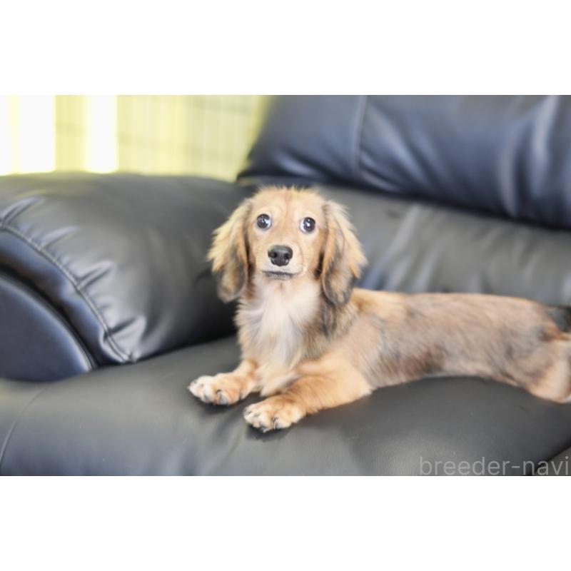 販売中の滋賀県のカニンヘンダックスフンド(ロングヘアード)-394093の5枚目