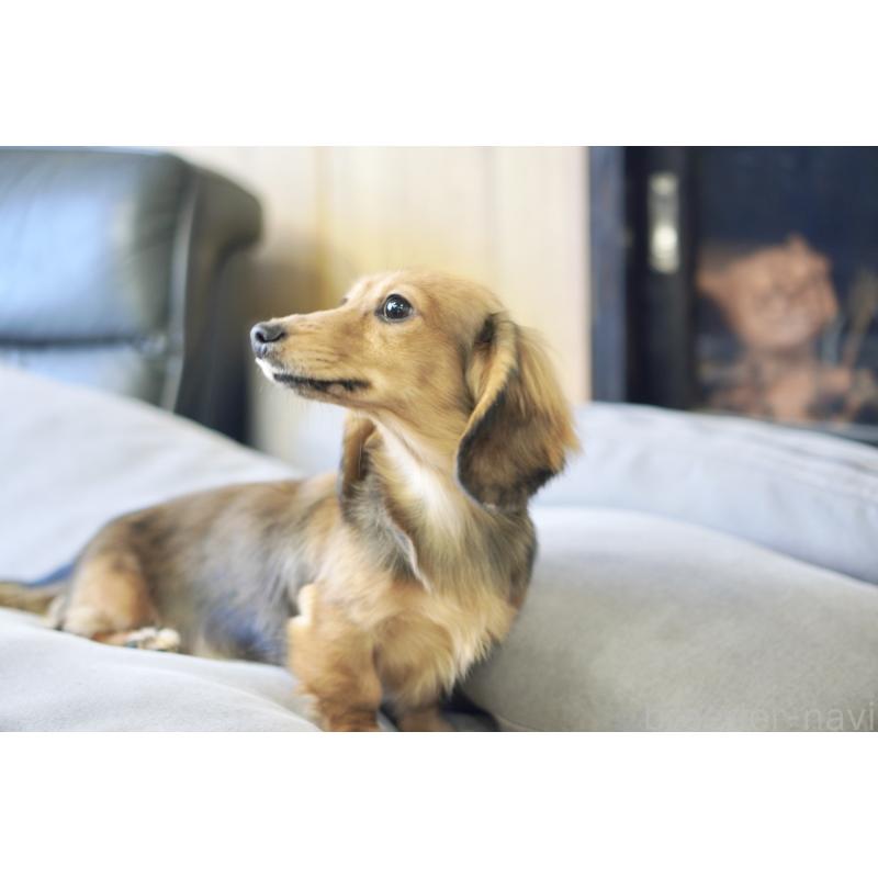 販売中の滋賀県のカニンヘンダックスフンド(ロングヘアード)-394093の4枚目